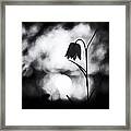 Snakes Head Fritillary Monochrome Framed Print