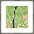 Snakes View Framed Print