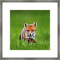 Sneaky Red Fox Vulpes Vulpes Framed Print