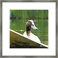 Snooping Duck Framed Print