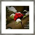 Snow And Berries Framed Print