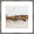 Snow Birds Framed Print