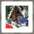 Snow Bluebird Christmas Card Framed Print