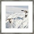 Snow Buntings In Flight Framed Print