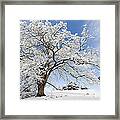 Snow-Covered Tree in Winter Landscape Framed Print