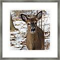 Snow Deer Framed Print