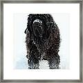 Snow Dog Framed Print