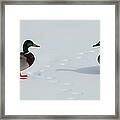 Snow Ducks Framed Print