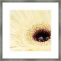 Snow Flakes And Petals Framed Print