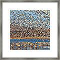 Snow Geese Blast-off Framed Print