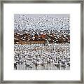 Snow Geese No.4 Framed Print