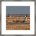 Snow Goose Over The Marsh Framed Print