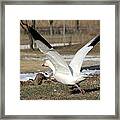Snow Goose Taking Flight Framed Print