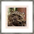 Snow Leopard 17 Framed Print
