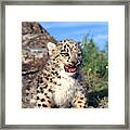 Snow Leopard Panthera Uncia Framed Print