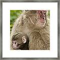 Snow Monkeys, Mother With Her Baby Framed Print