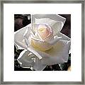 White Rose Bloom Framed Print