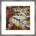 Snowbush Framed Print