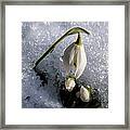 Snow White Snowdrops In The Snow Framed Print