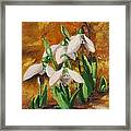 Snowdrops Framed Print