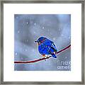 Snowy Bluebird Framed Print