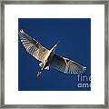 Snowy Egret In Flight Framed Print