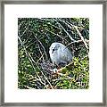 Snowy Egret In Nest Framed Print