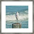 Snowy Egret - Naples Beach Framed Print
