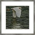 Snowy Egret On Estuary Framed Print