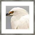 Snowy Egret Profile Framed Print