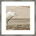Snowy Egret Taking Advantage Of The Flood Framed Print