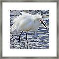 Snowy Egret Framed Print