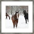 Snowy Horses Framed Print