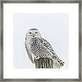 Snowy Owl 2014 1 Framed Print