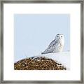 Snowy Owl Framed Print