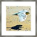 Snowy Owl And His Shadow #owl #snowyowl Framed Print