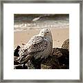 Snowy Owl At Forsythe Framed Print