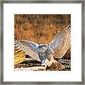 Snowy Owl - Bubo Scandiacus Framed Print