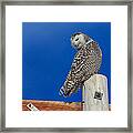 Snowy Owl Framed Print