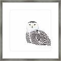 Snowy Owl In Winter Snow Framed Print