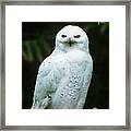Snowy Owl Nyctea Scandiaca Framed Print