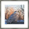 Snowy Owl On Log Framed Print