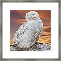 Snowy Owl Perched At Sunset Framed Print