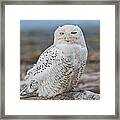 Snowy Owl Watching From A Driftwood Perch Framed Print