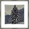 Snowy Pine 2 Framed Print