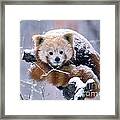 Snowy Red Or Lesser Panda Framed Print