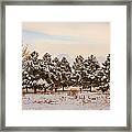 Snowy Winter Pine Trees Framed Print