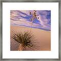 Soaptree Yucca  On Dune Framed Print