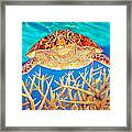 Sea  Turtle Soaring Over Staghorn Framed Print