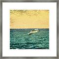 Soaring Seagull Framed Print